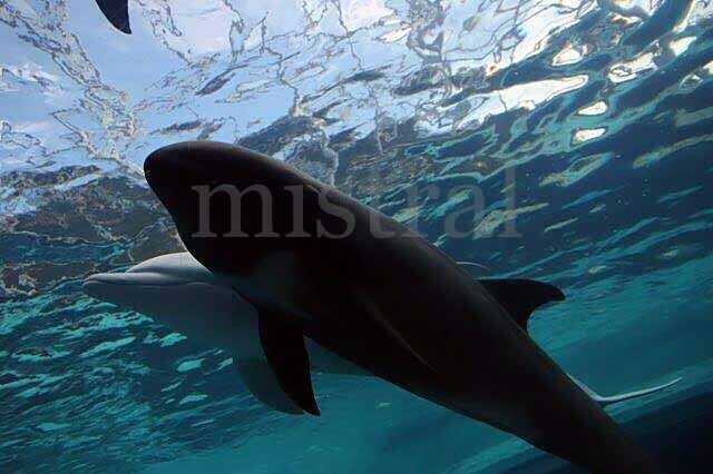 日本の水族館で会えるイルカ・鯨類: ミストラルの水族館ブログ